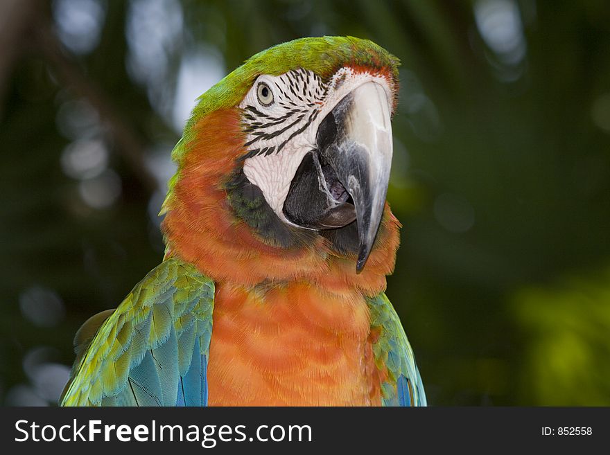 Macaw, Fl. Macaw, Fl