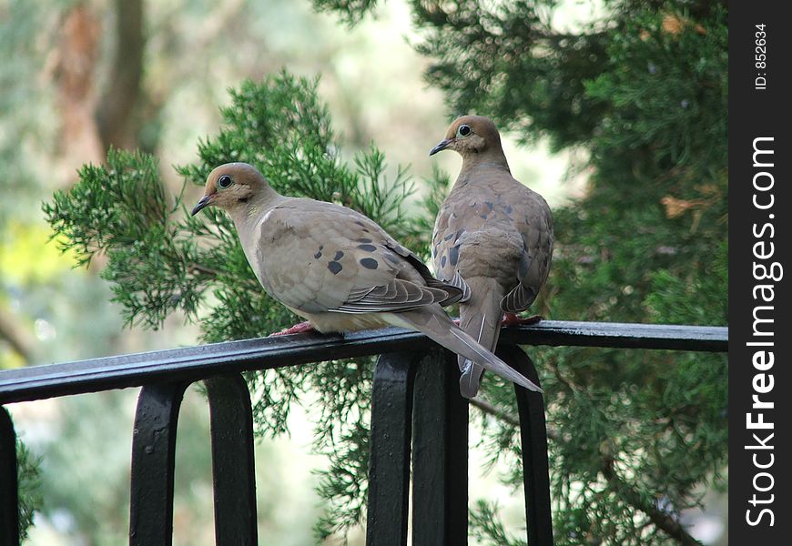 Two pigeons on a railing.
