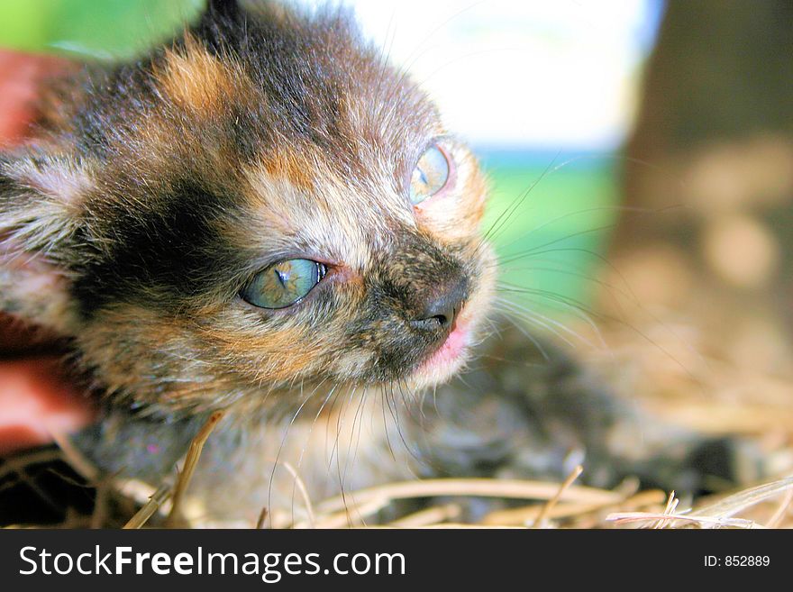 A calico kitten