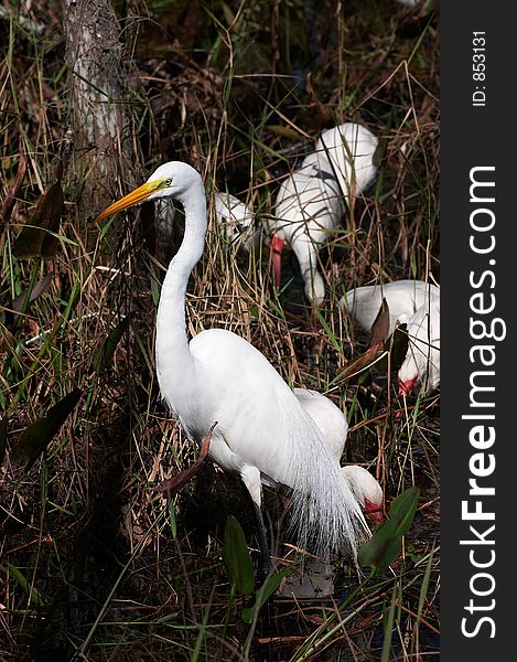 White egret with white ibis lurking for food