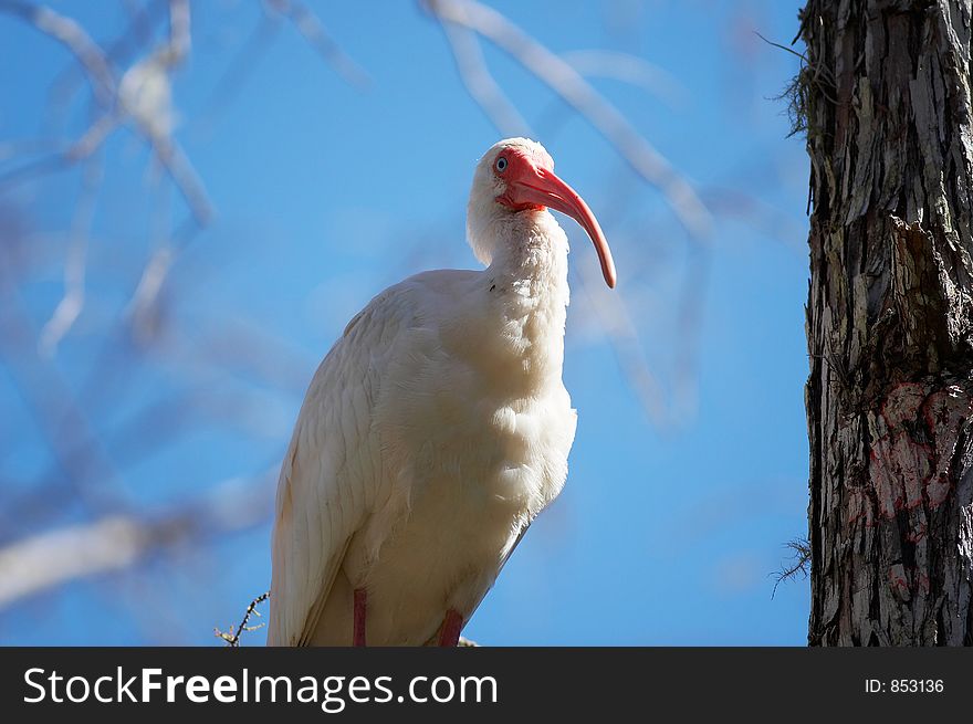 ibis on the tree