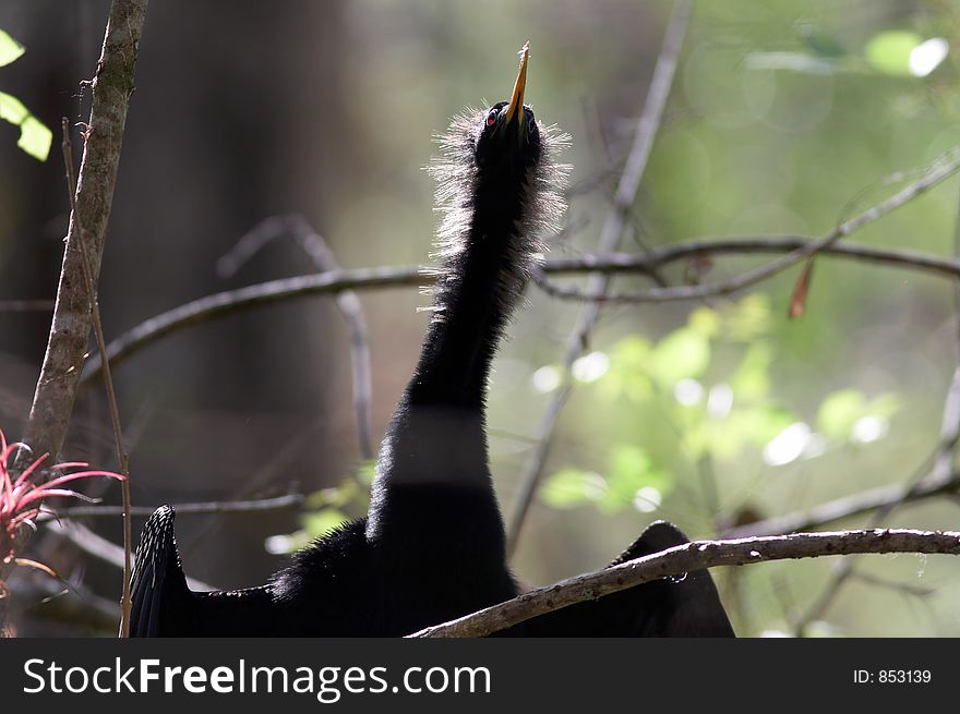 Anhinga