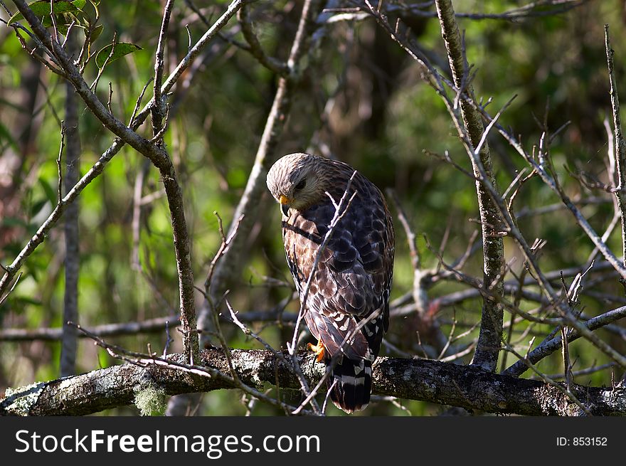 hawk looking over shoulder. hawk looking over shoulder