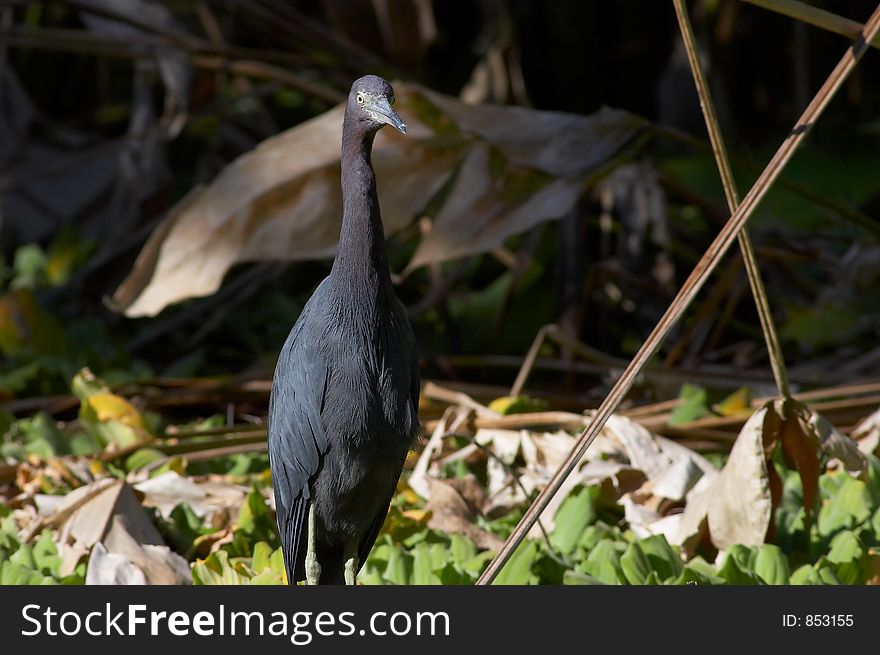 Little blue heron. Little blue heron