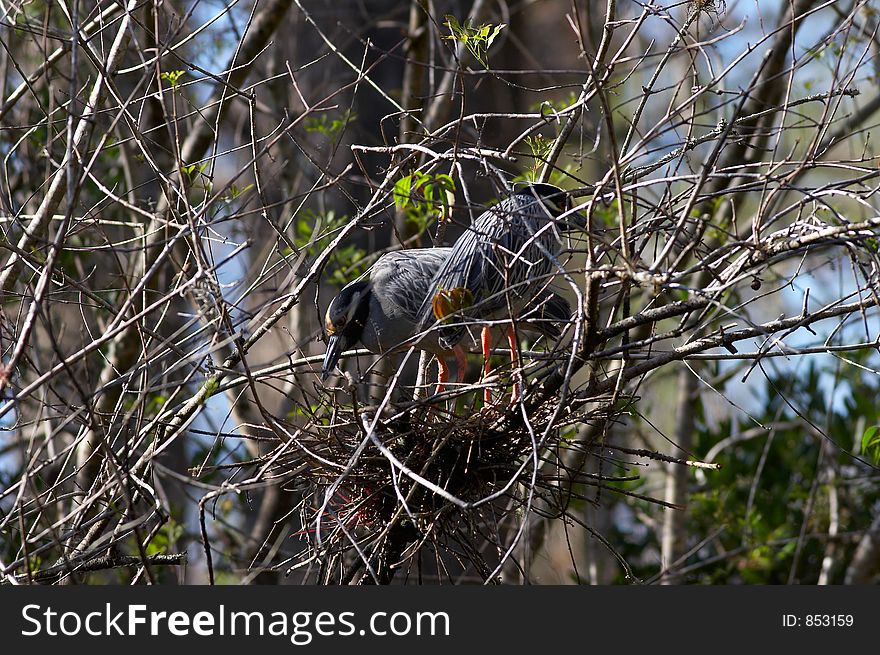 blue heron nest - april mating in florida