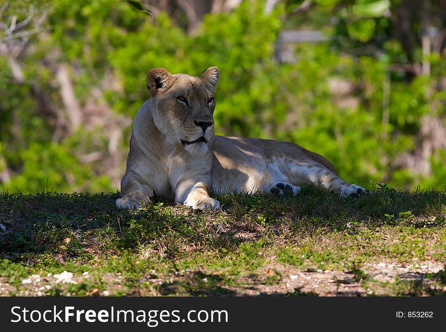 calm lioness