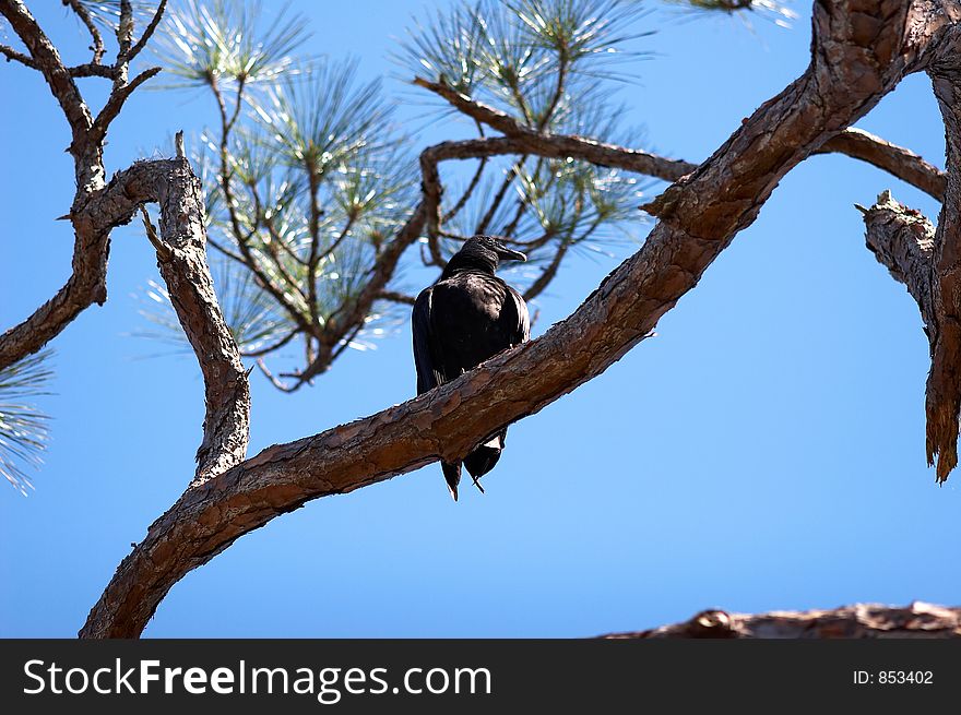 Black vulture