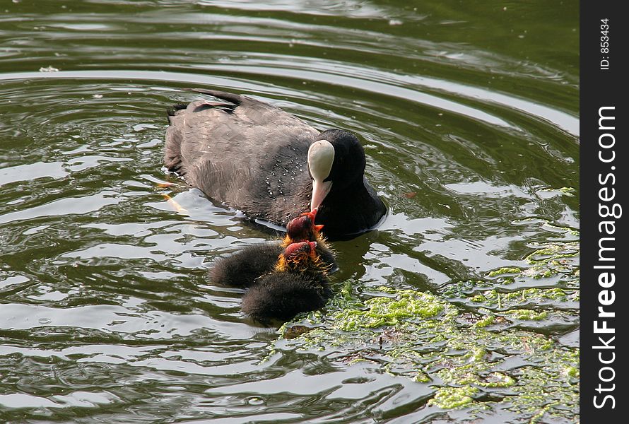 Coot Mother Feeding Babies