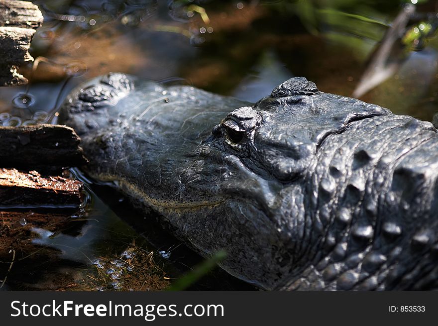 gator head shot. gator head shot