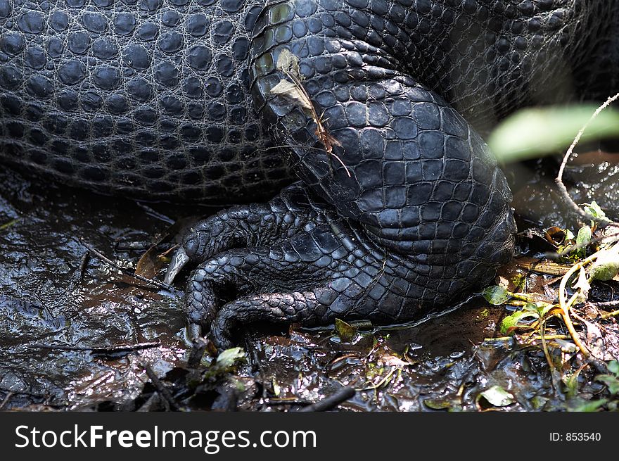 alligator's leg and skin close up