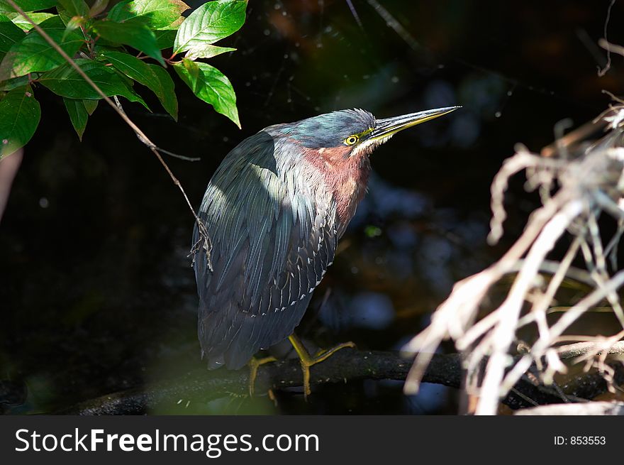 heron sitting on the branch. heron sitting on the branch