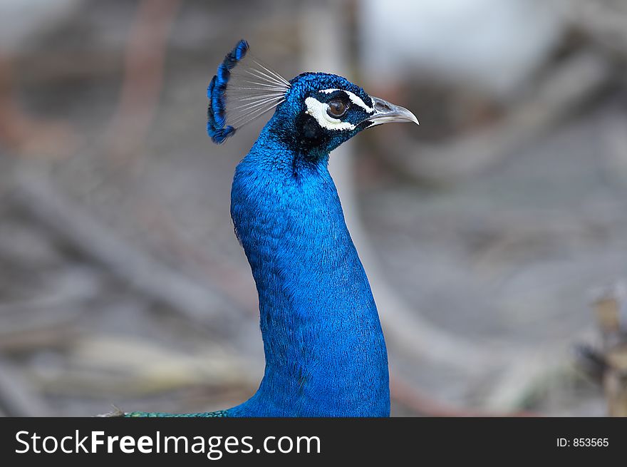 peacock head shot
