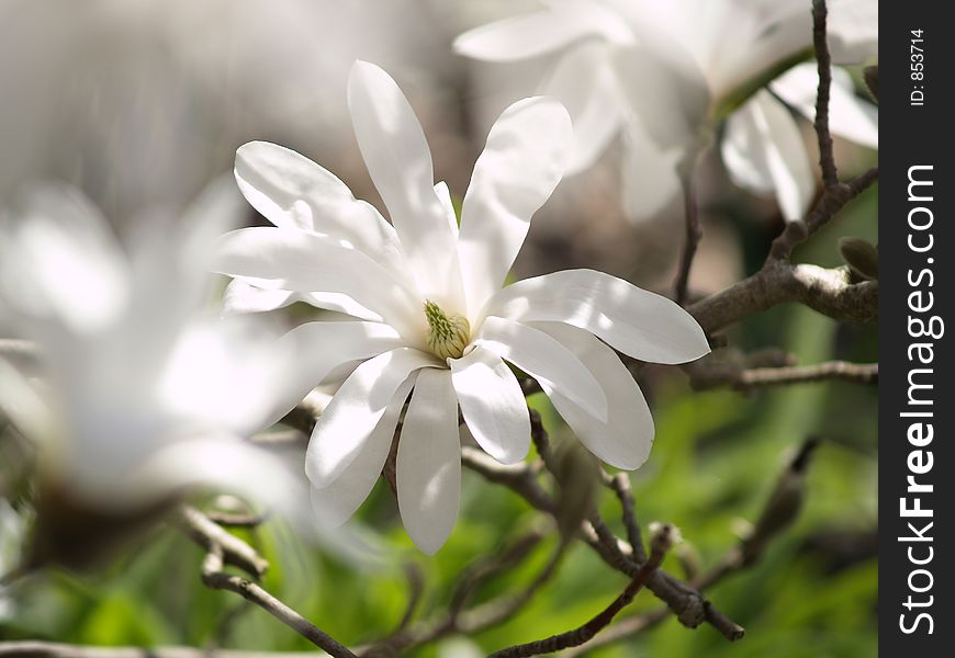 Beautifull white lily on a branch