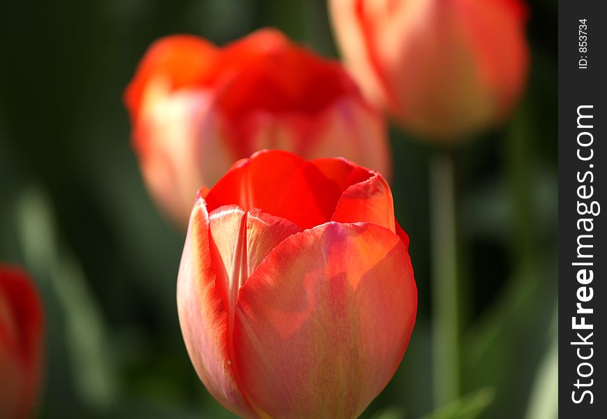 Tulips In The Sun