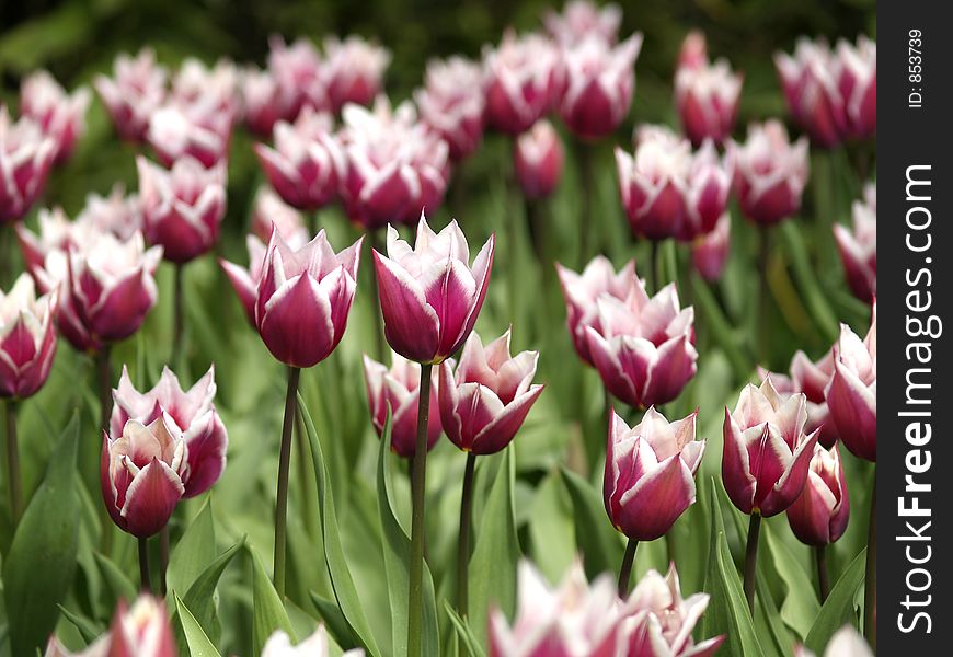 Field of purple and white tulips