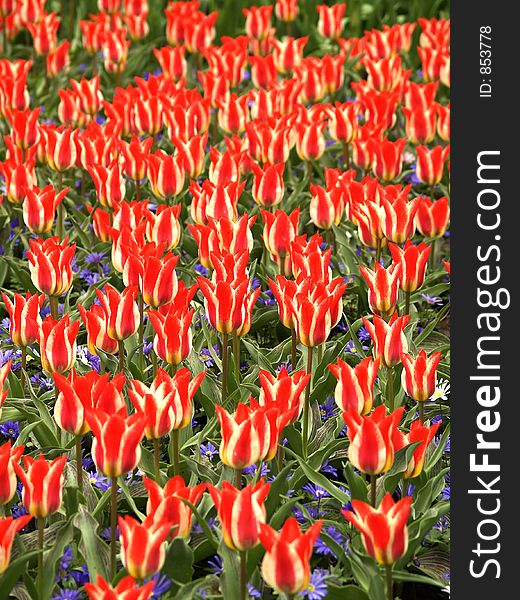 Field of colorfull tulips - shallow depth of field. Field of colorfull tulips - shallow depth of field