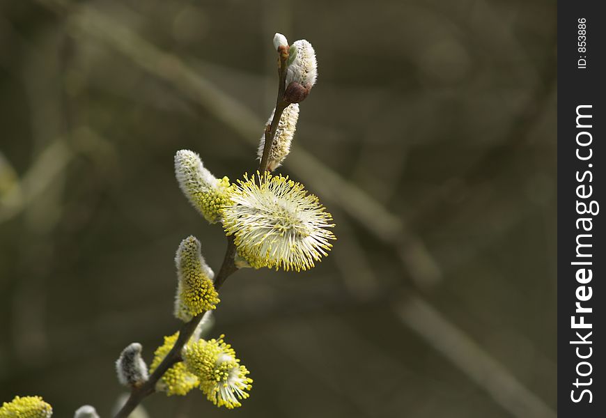 Puffy plant on a branch