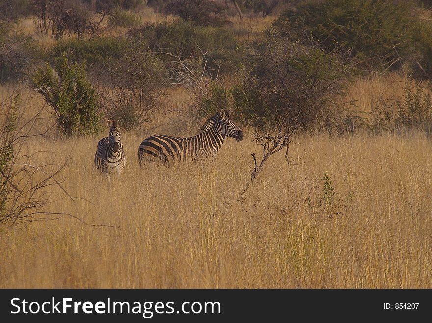 Two Zebras in the long grass in South Africa. Two Zebras in the long grass in South Africa.
