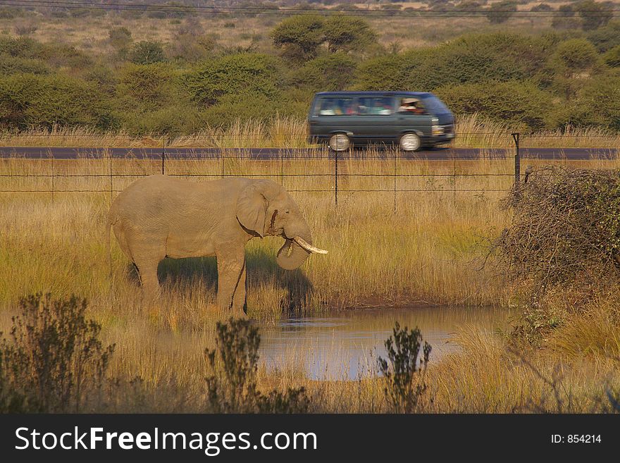 Elephant at the pool with a car passing by at close range. Elephant at the pool with a car passing by at close range.