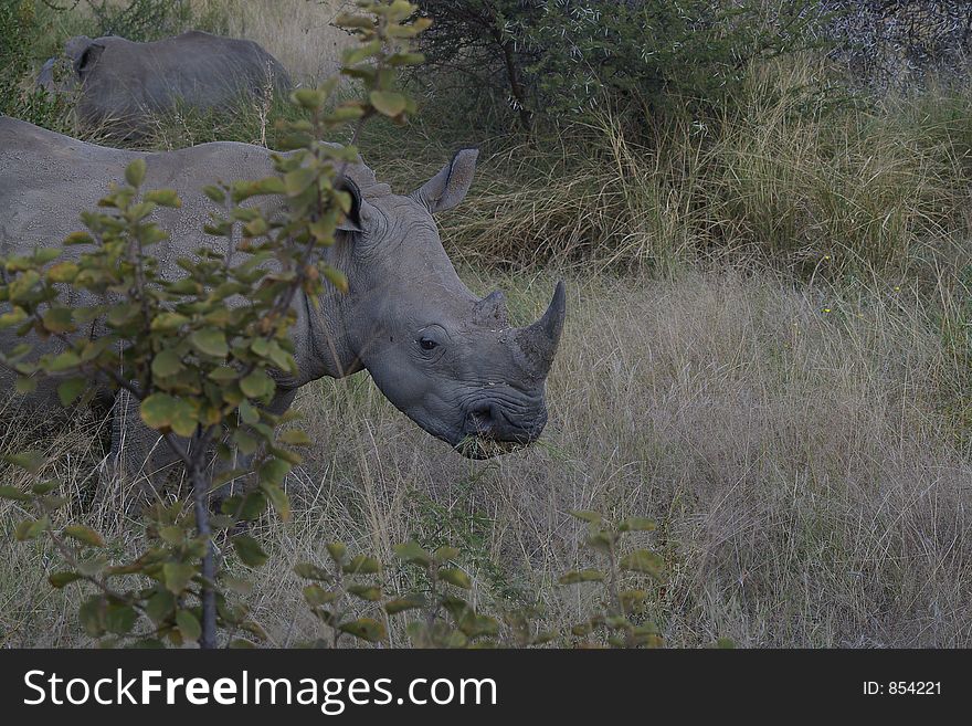 Rhinoceros getting close for a charge. Rhinoceros getting close for a charge.