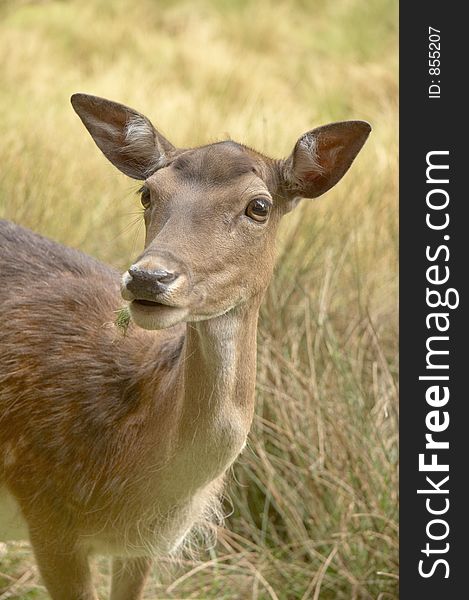 Young roe deer with grass in his snout. Young roe deer with grass in his snout