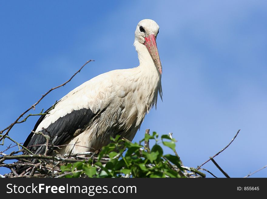 A stork on its nest