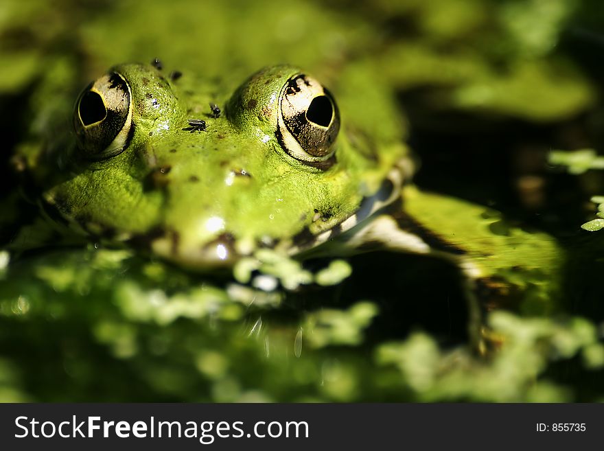 Close-up of a frog. Close-up of a frog