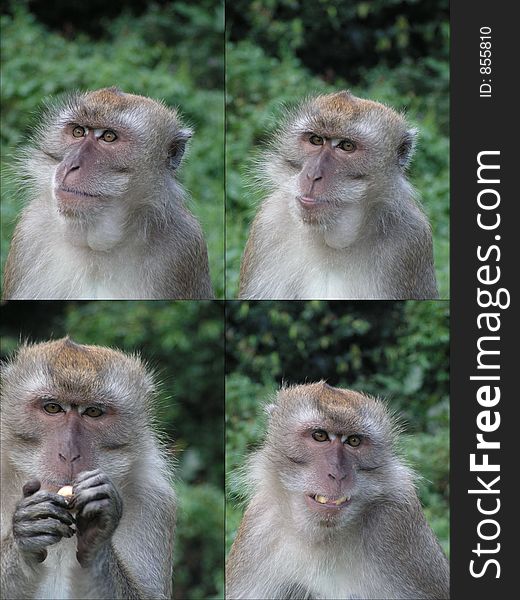 These are long tail macaques from singapore. Four facial shots with different actions like looking and eating. Human-like expressions. These are long tail macaques from singapore. Four facial shots with different actions like looking and eating. Human-like expressions.