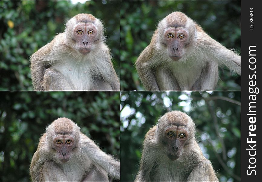 Surprised looks of four primates, these are long tail macaques from singapore. These live about 5oo metres from my house. they are male. Surprised looks of four primates, these are long tail macaques from singapore. These live about 5oo metres from my house. they are male.