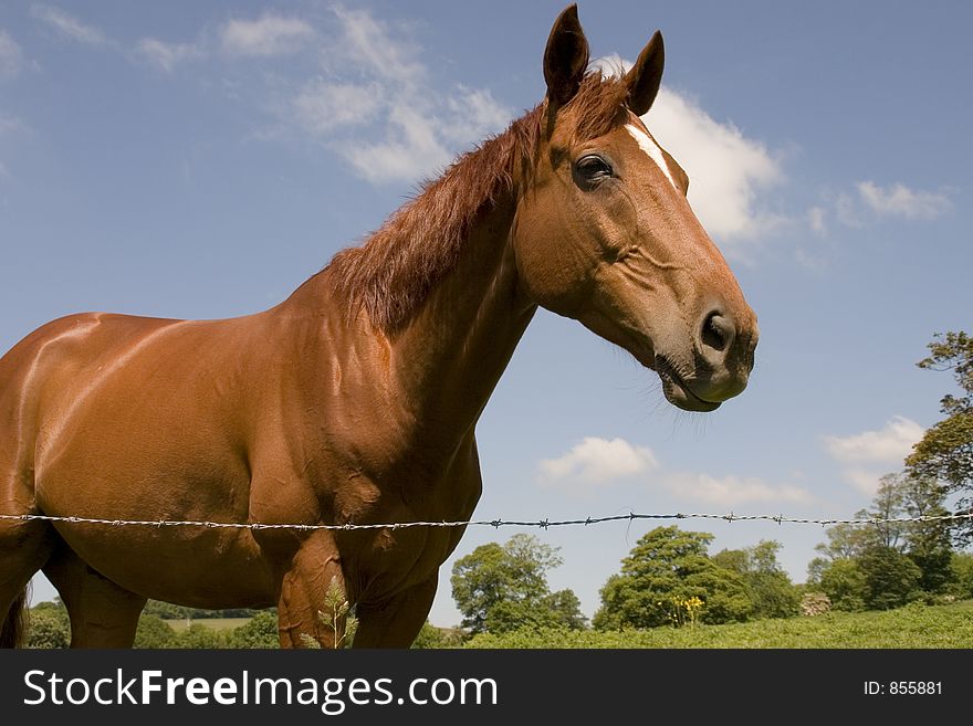 Chestnut Horse 1