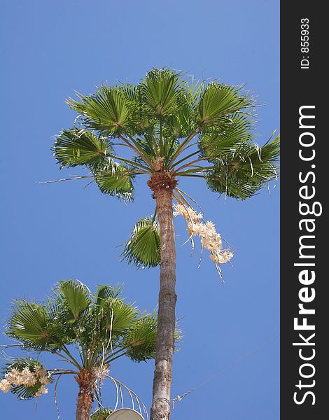 Palm trees against sky. Palm trees against sky