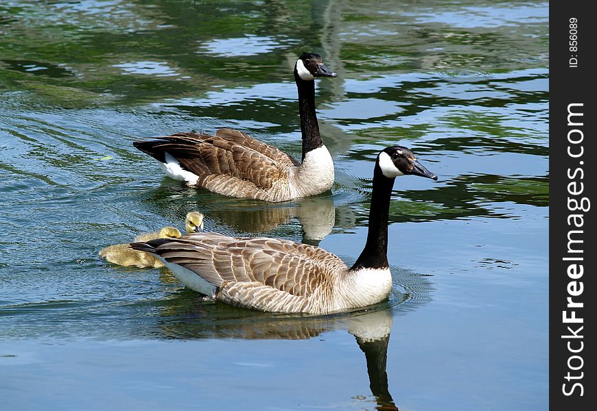 Mother goose with babies. Mother goose with babies