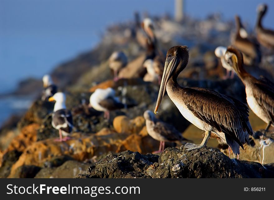 Pelicans and seagulls on the rocks at the ocean - shallow depth of focus