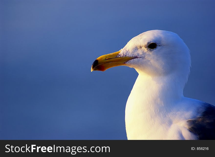 Head shot of a seagull