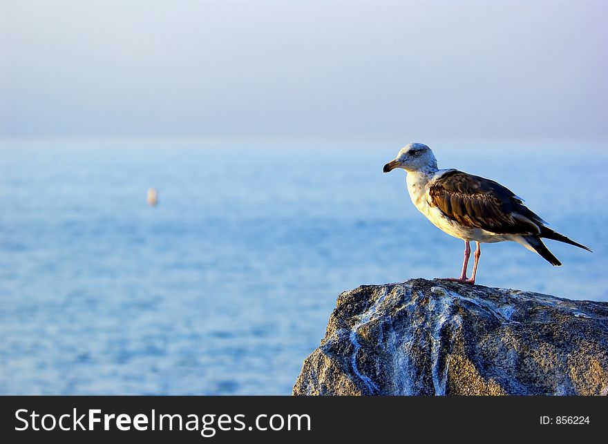 Seagull sitting on a rock with the ocean in the background