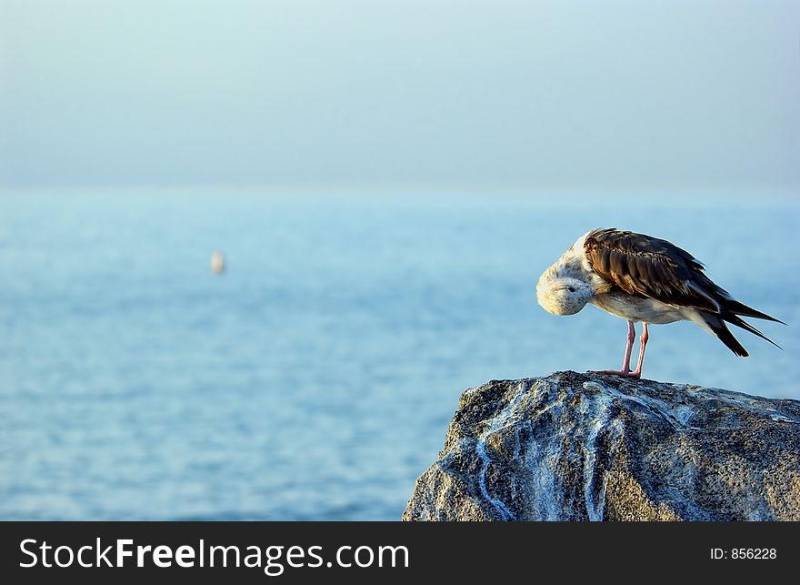 Seagull sitting on a rock with the ocean in the background