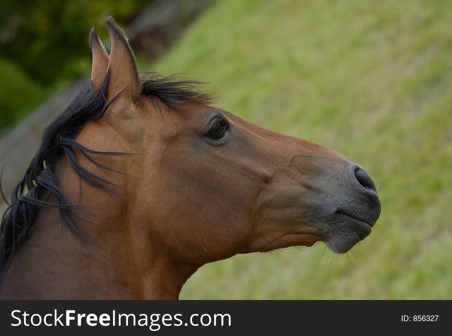 A photo of a beautiful horse. A photo of a beautiful horse