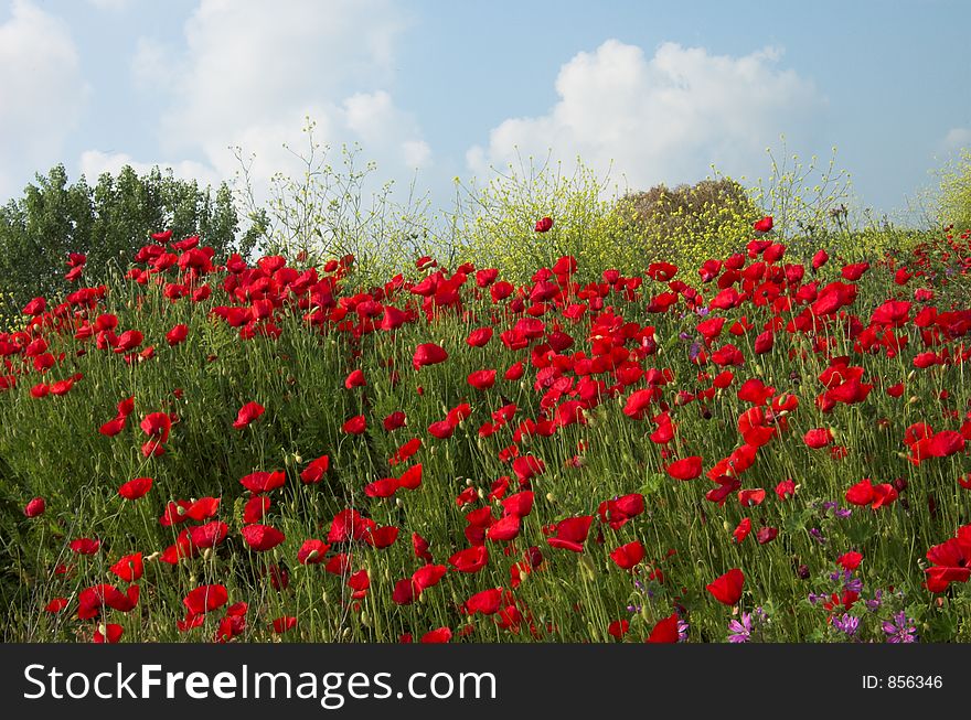 Poppies, yellow flowes and sky 2. Poppies, yellow flowes and sky 2