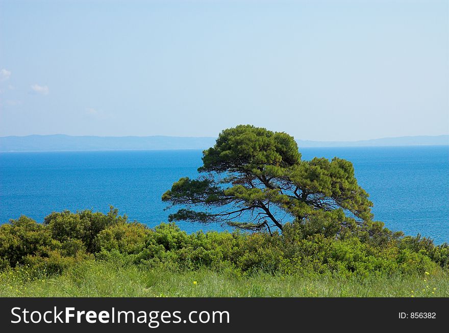 Alone green pine on the field. Alone green pine on the field