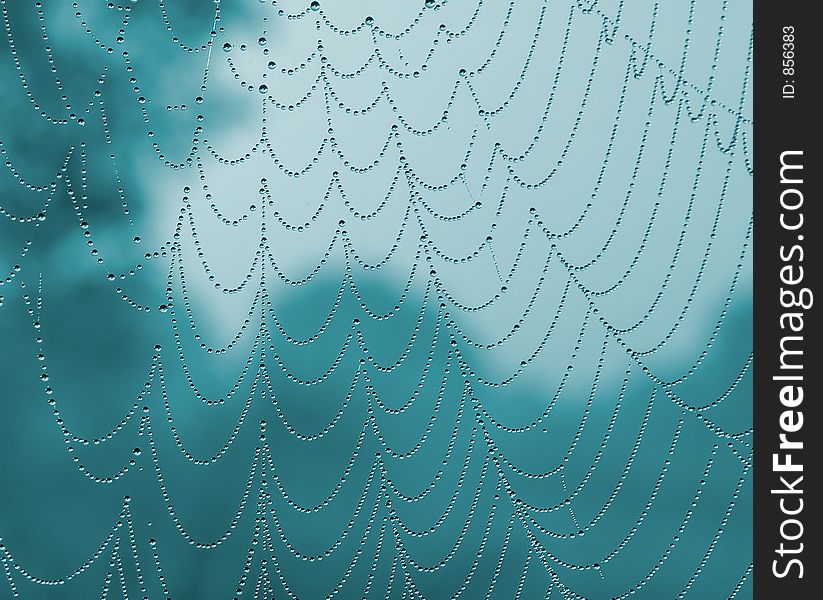 A colored photo of a spiderweb