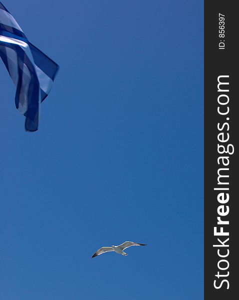 Greek flag and seagull, Athos,Greece