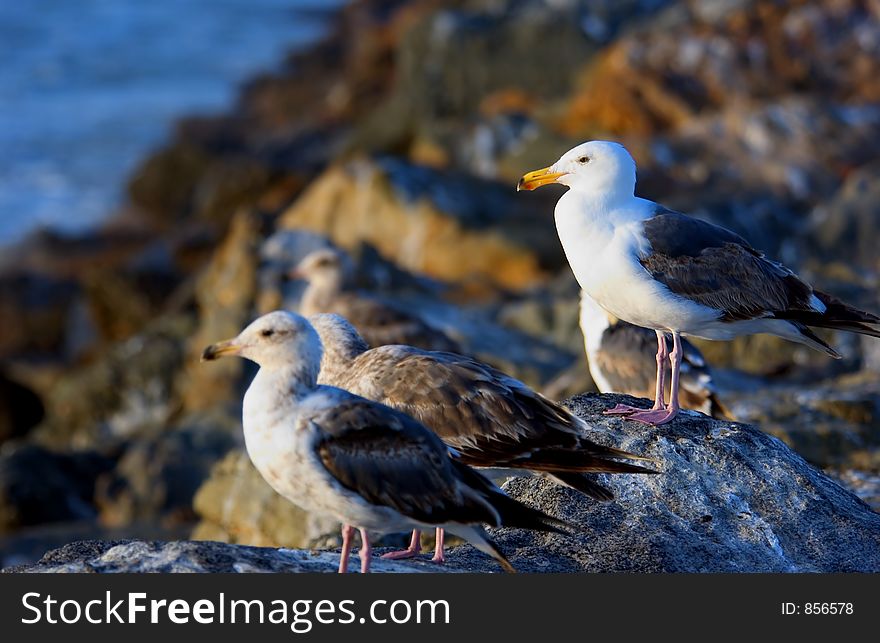 Seagulls sitting on the rocks