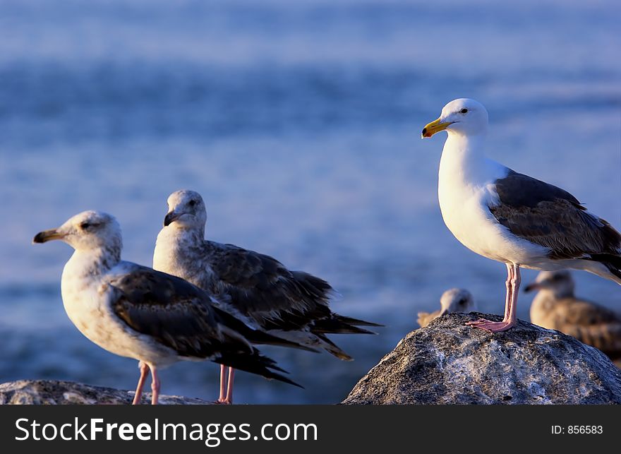 Seagulls sitting on a rock with the ocean in the background