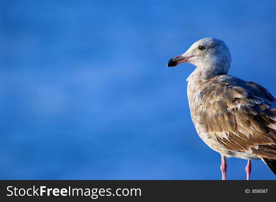 Seagull close up with the blue ocean in the background