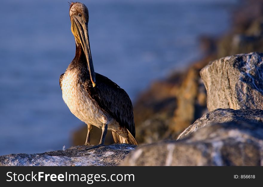 Pelican sitting on a rock with the ocean in the background