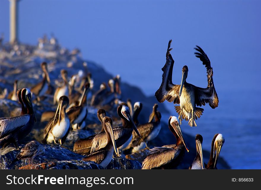 Pelicans on the rocks at the ocean
