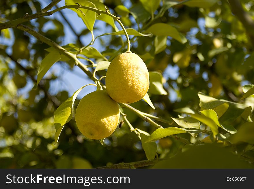 Two lemons hanging on a lemon tree