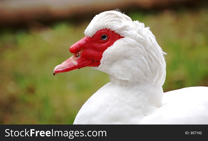 A red face male duck with white clean feather and nice hair style. A red face male duck with white clean feather and nice hair style.