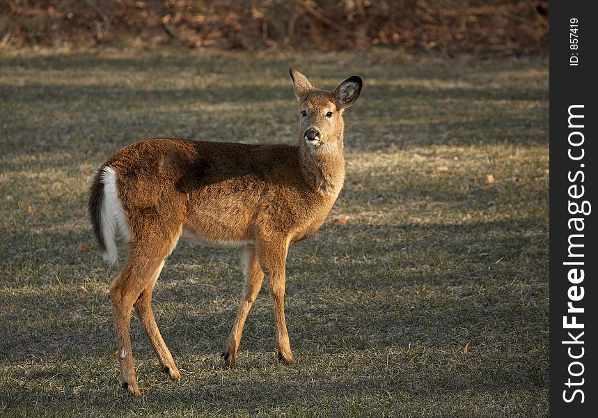 Young Whitetail Deer Looking Back