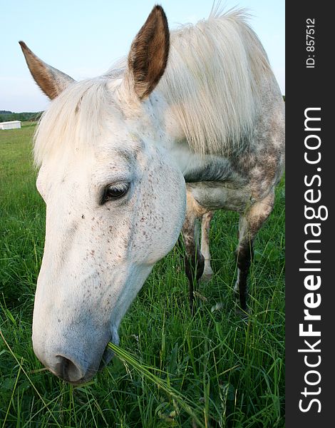 Horse eating gras